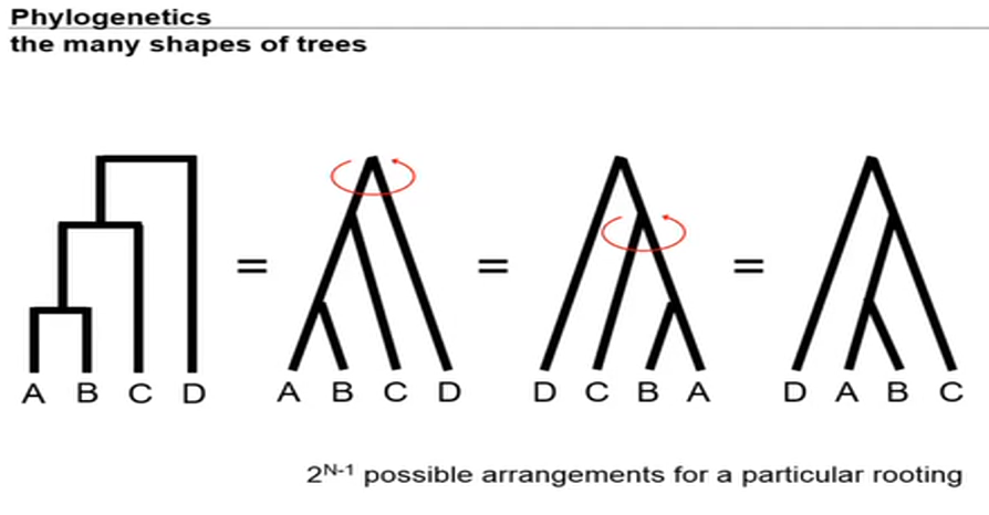 Tree Graphics